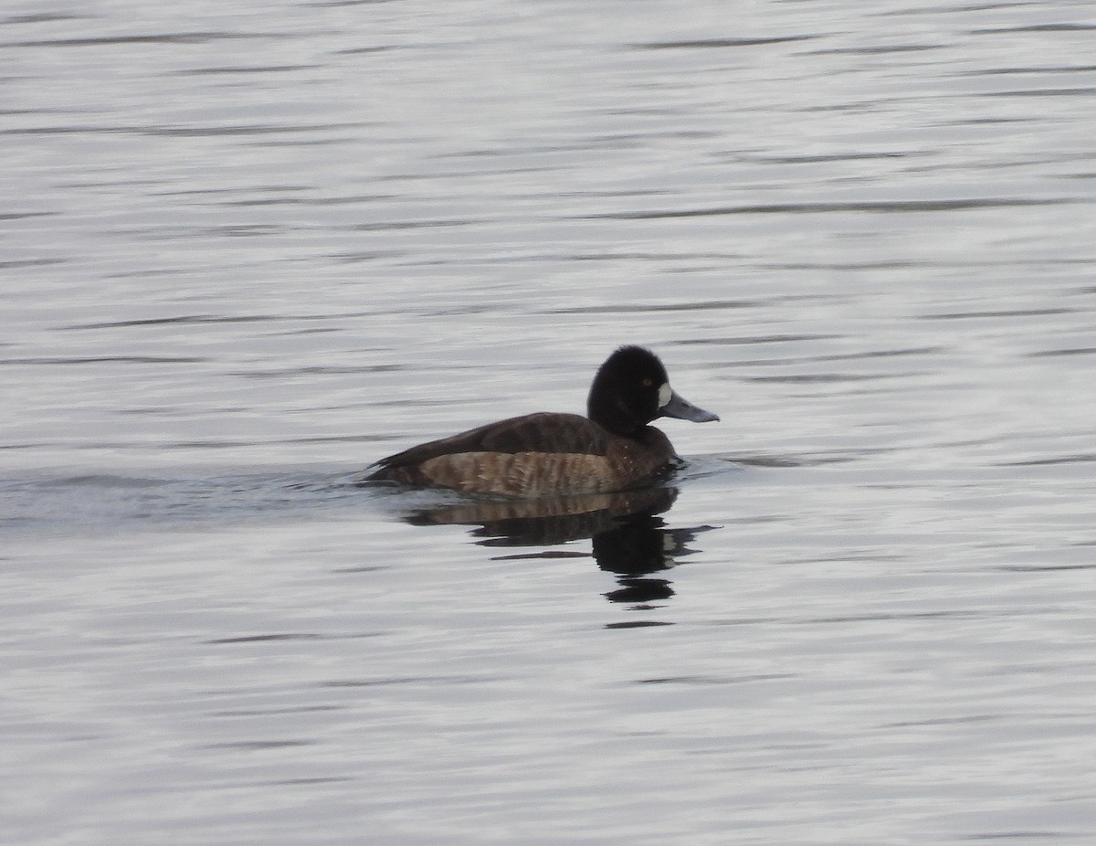 Lesser Scaup - ML558761441
