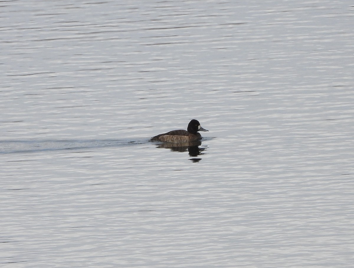 Lesser Scaup - ML558761501