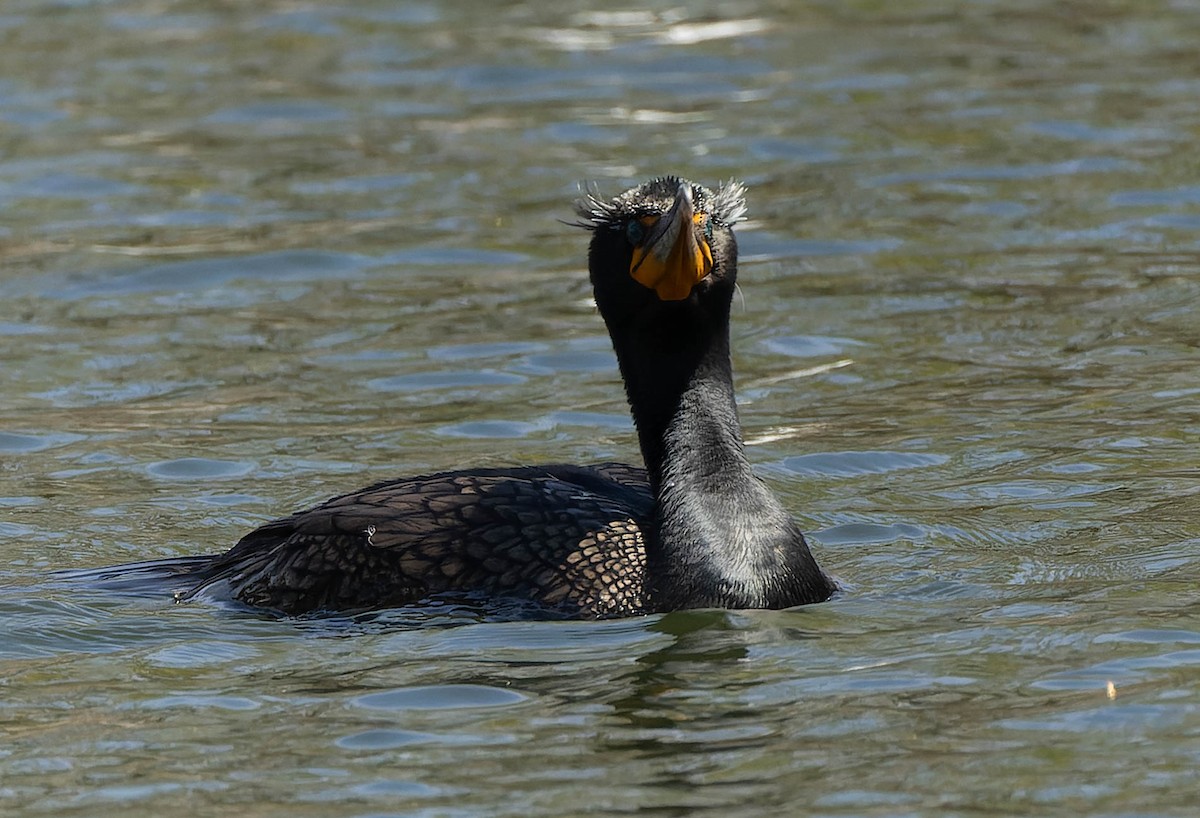 Double-crested Cormorant - ML558761601
