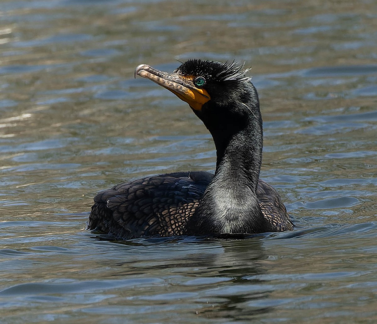 Double-crested Cormorant - ML558761611