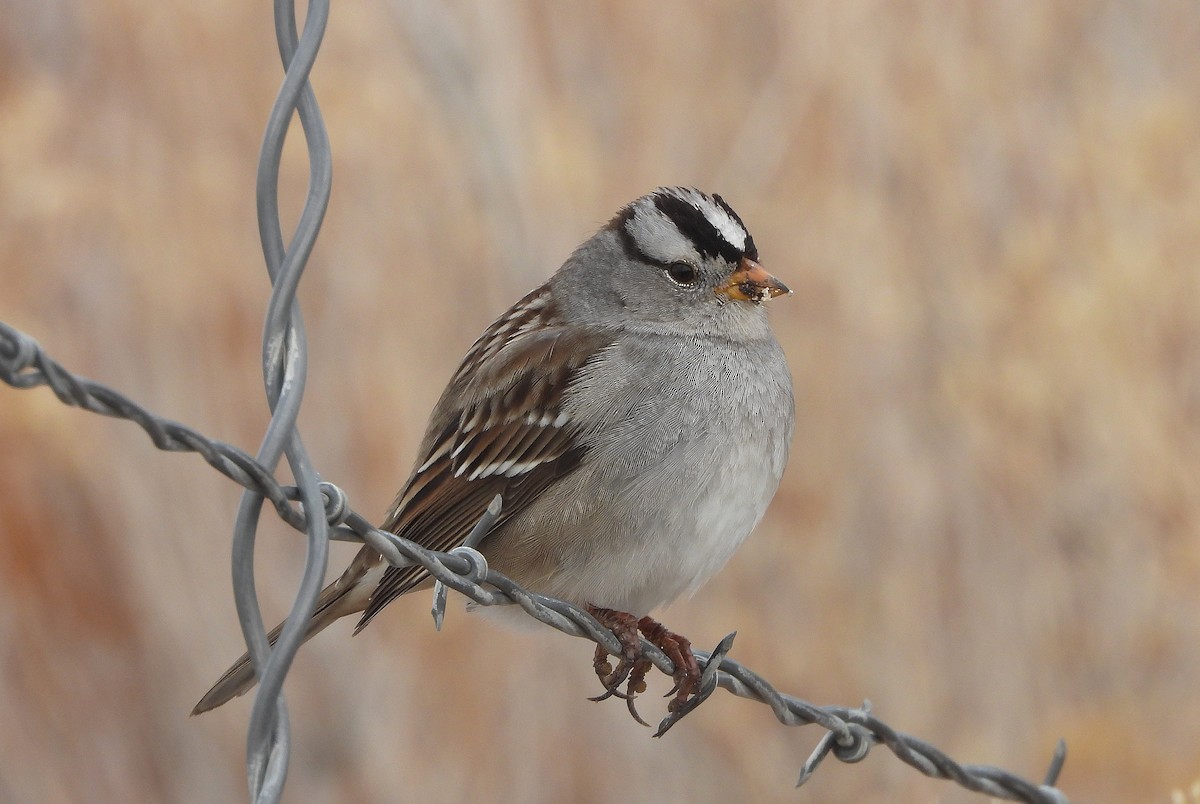 White-crowned Sparrow - Glenn Pearson