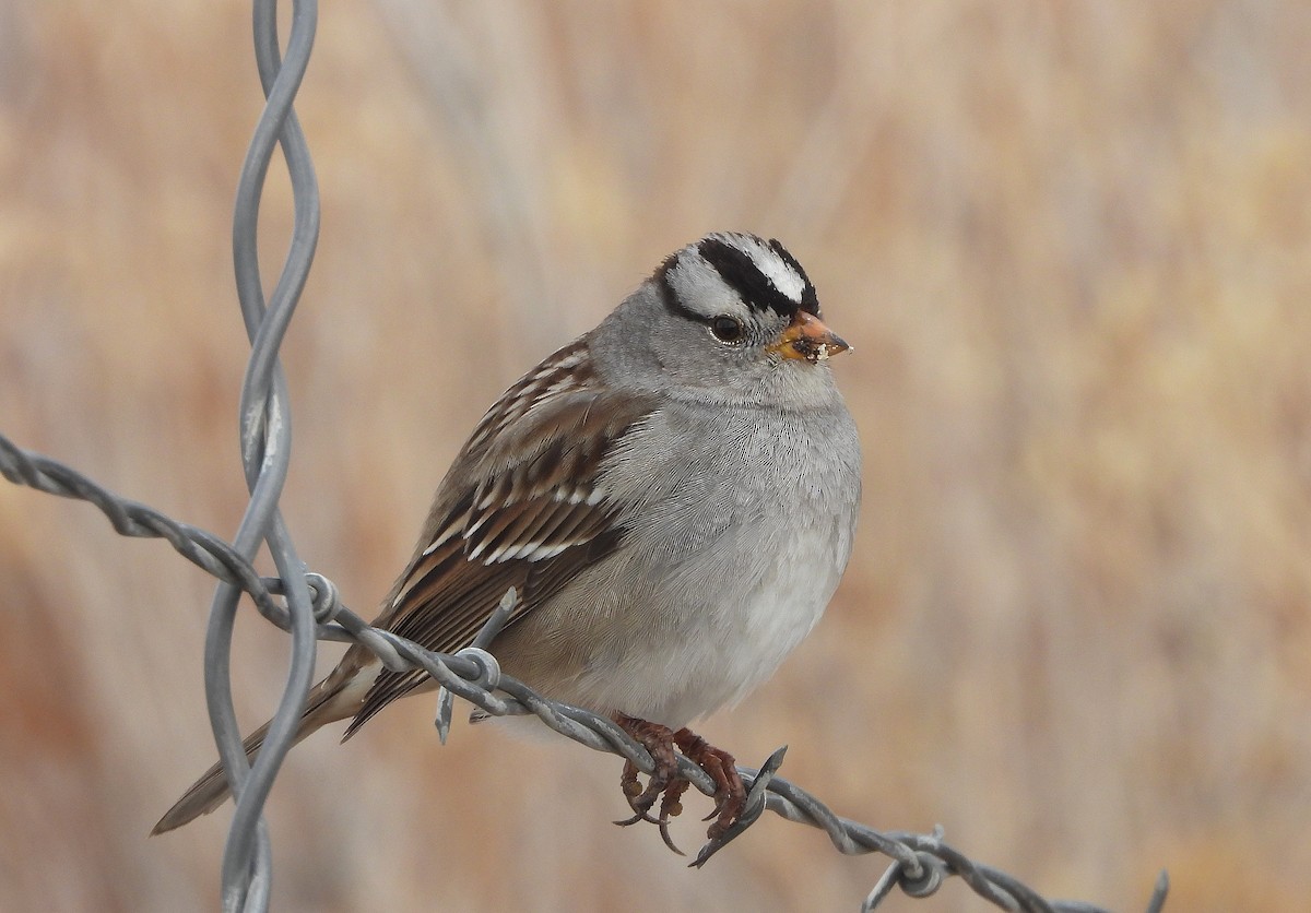 White-crowned Sparrow - Glenn Pearson