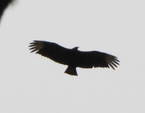 Black Vulture - ML558762081