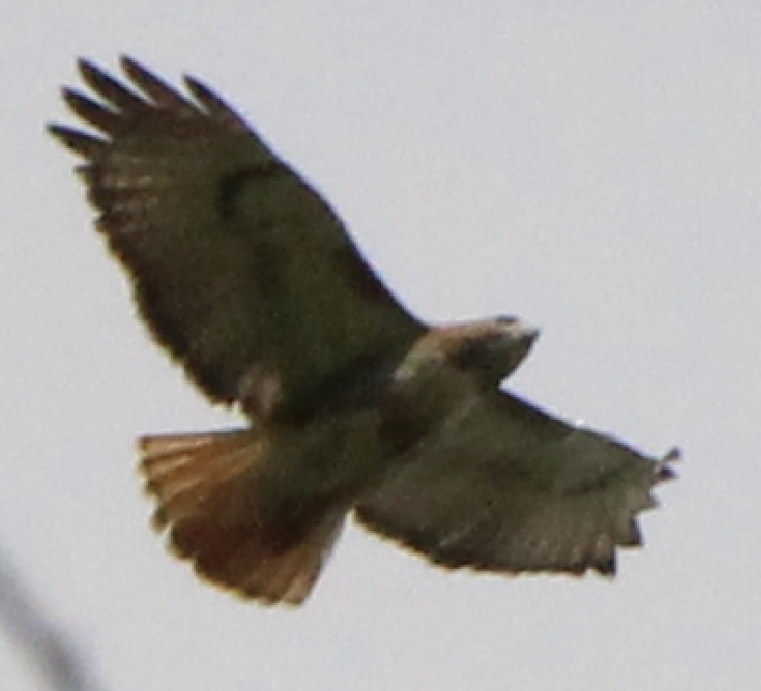 Red-tailed Hawk - ML558762251