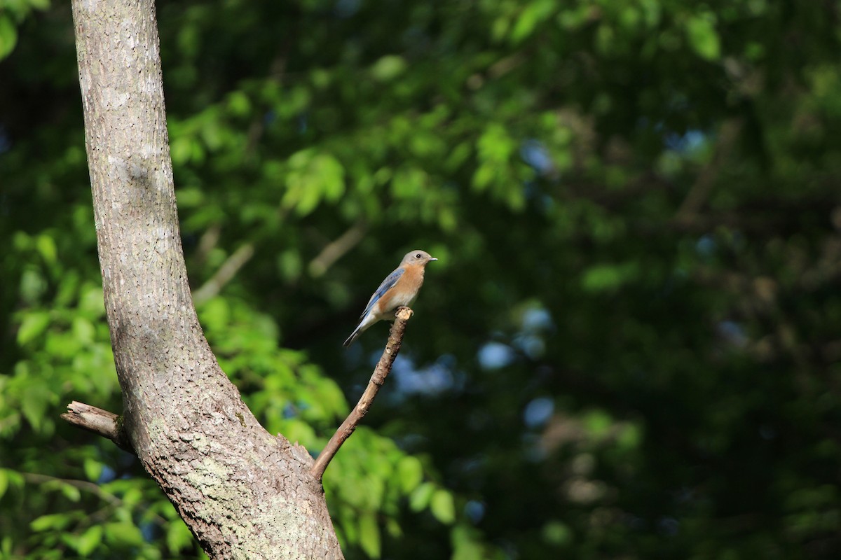 Eastern Bluebird - ML558762501