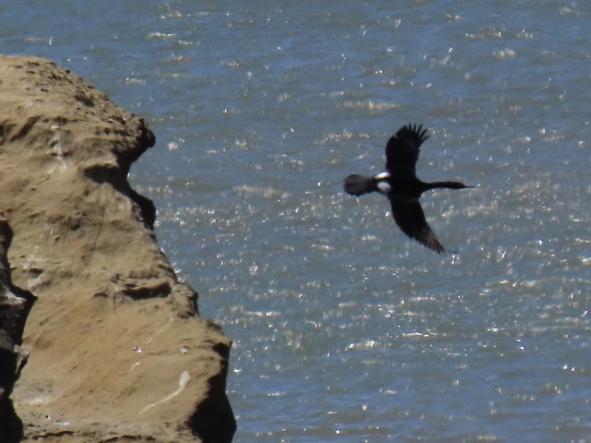 Pelagic Cormorant - Alane Gray