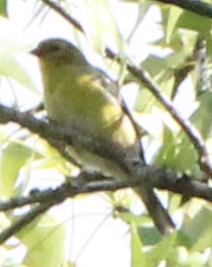 American Goldfinch - ML558762601