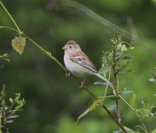 Field Sparrow - ML558762651