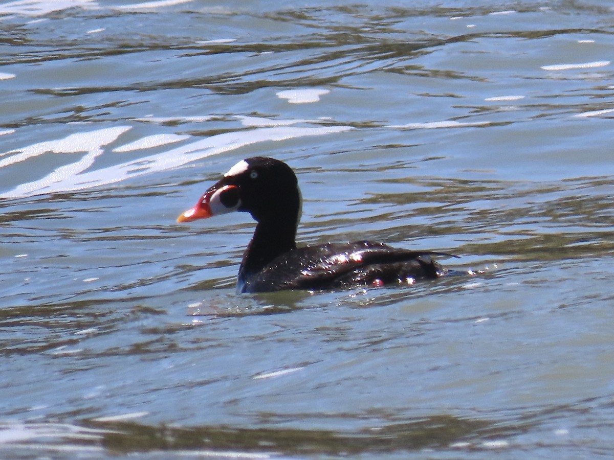 Surf Scoter - ML558762791