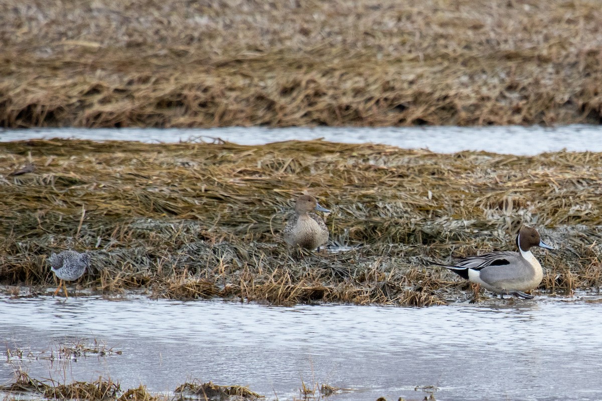 Northern Pintail - ML558762811