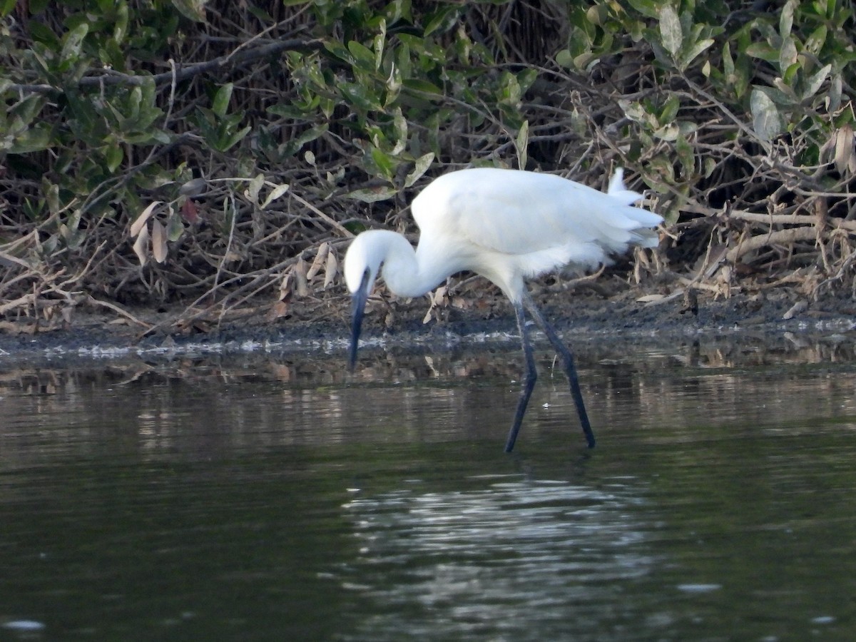 Reddish Egret - ML558762861