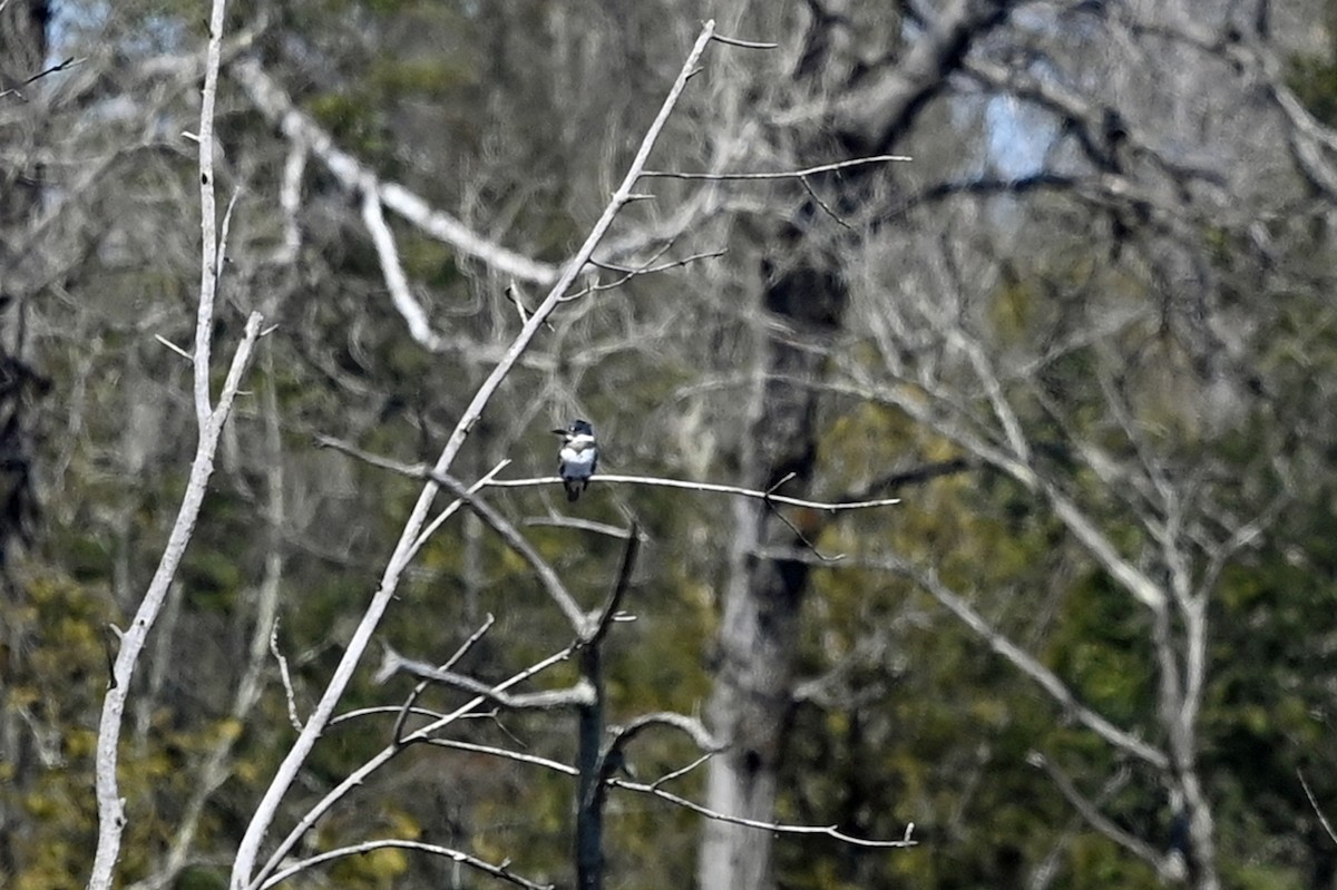 Belted Kingfisher - ML558763431