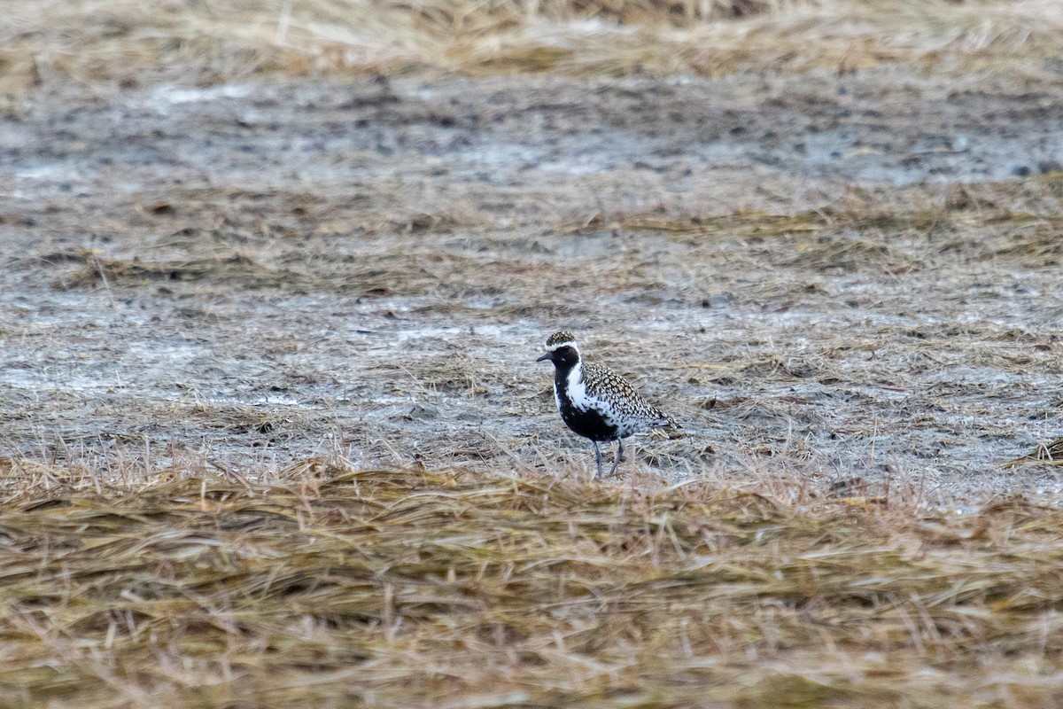 Pacific Golden-Plover - ML558764111