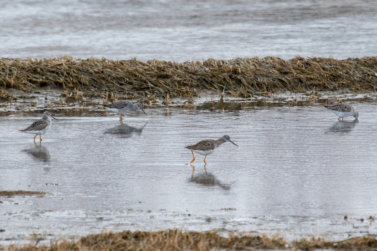 Greater Yellowlegs - ML558764171