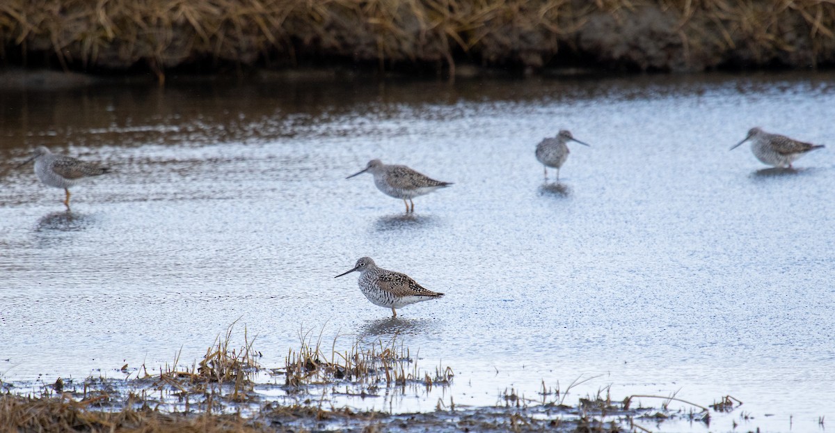 Greater Yellowlegs - ML558764181