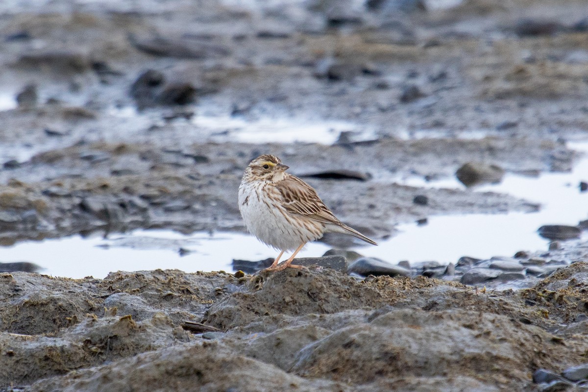 Savannah Sparrow - ML558764671