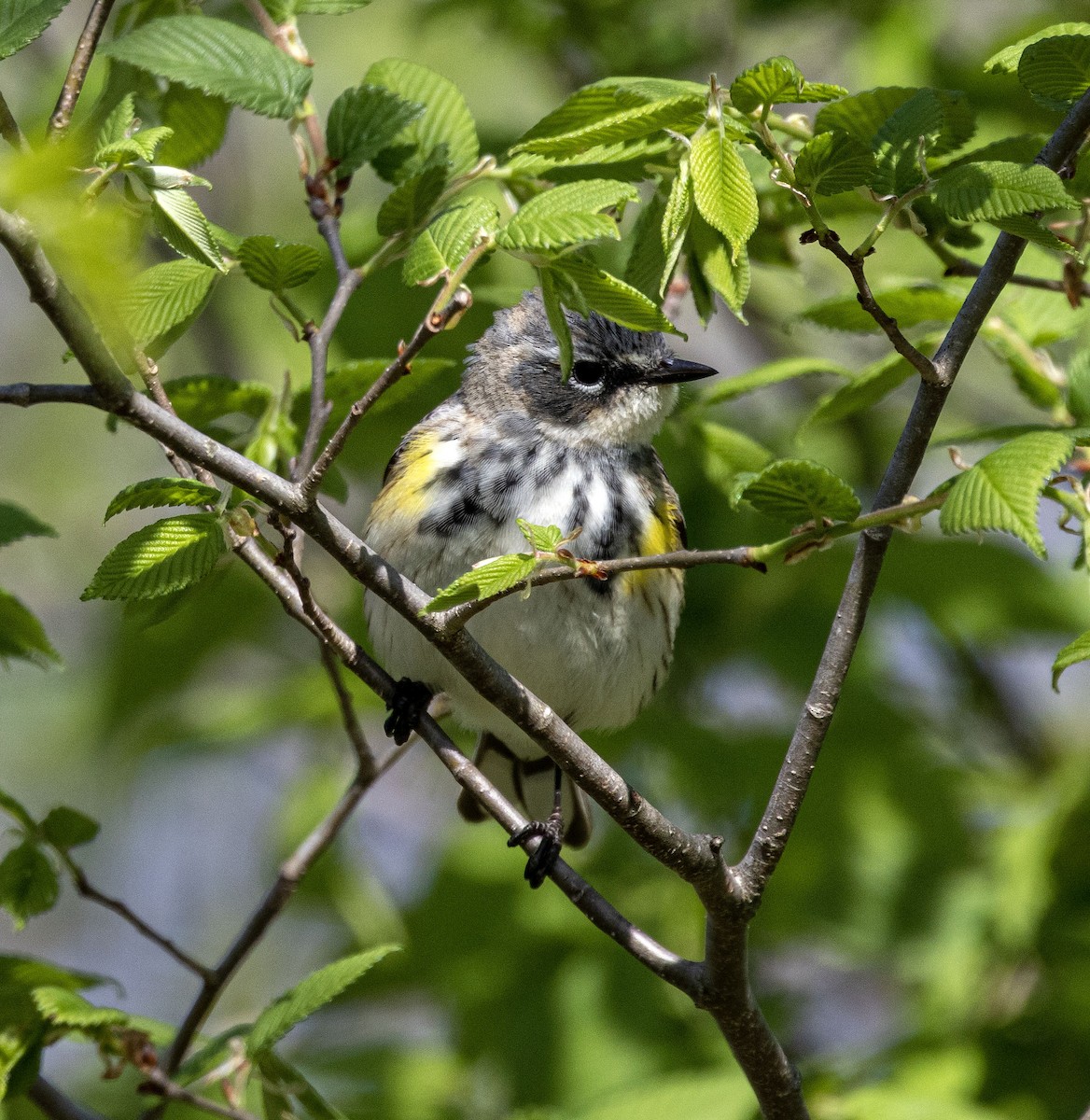 Пісняр-лісовик жовтогузий (підвид coronata) - ML558764901