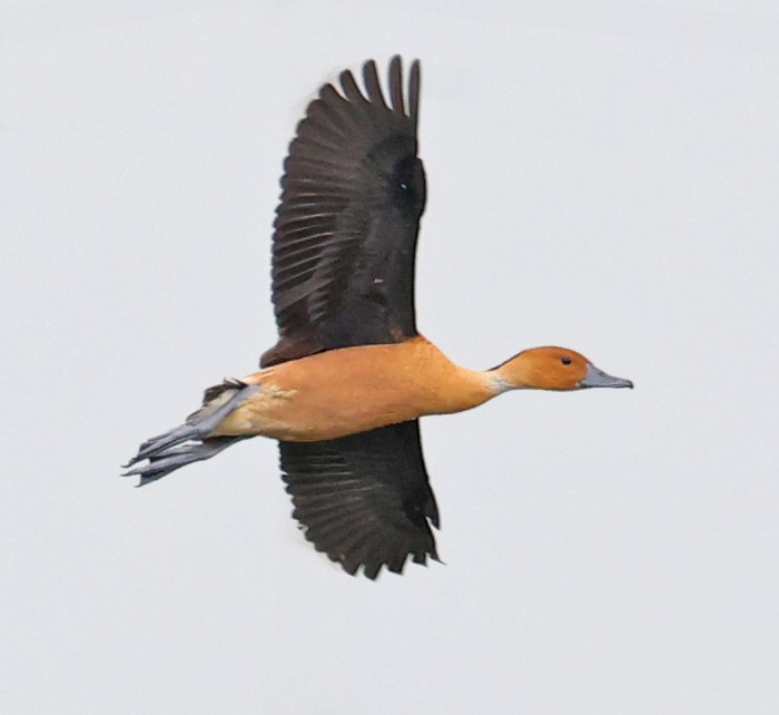 Fulvous Whistling-Duck - ML558765201