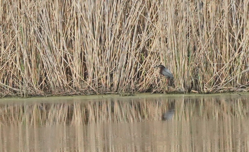 Green Heron - ML558765731