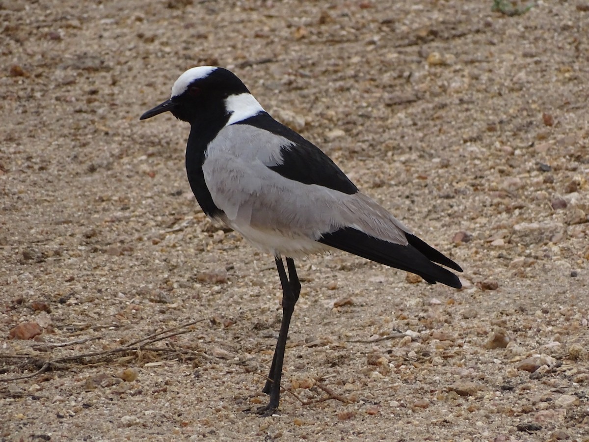 Blacksmith Lapwing - ML558765751