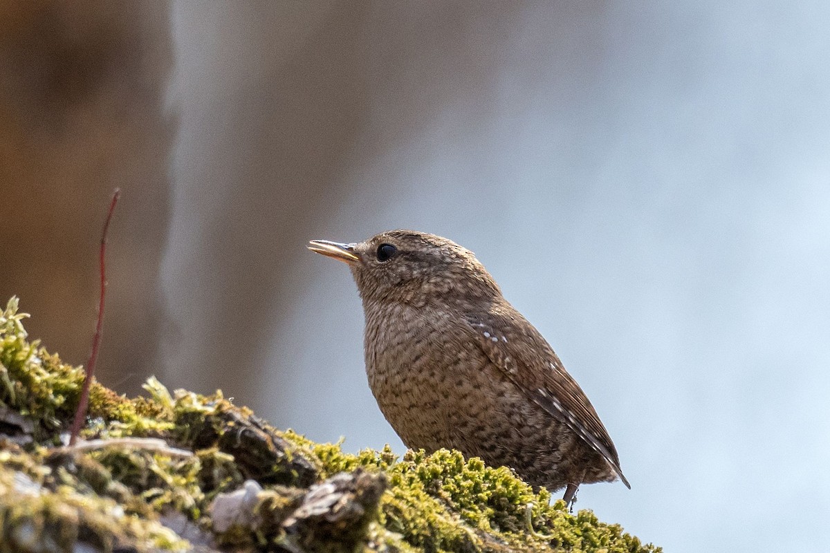 Winter Wren - ML558766651