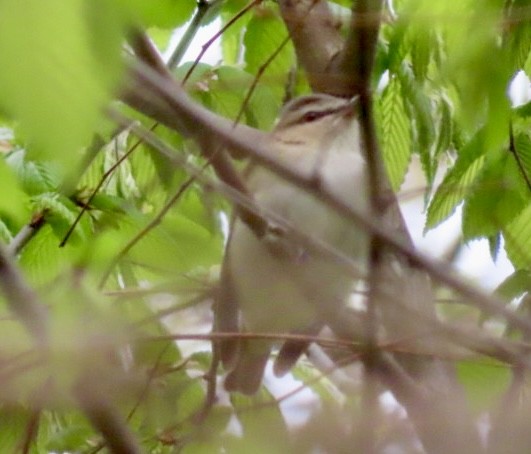 Red-eyed Vireo - ML558767951