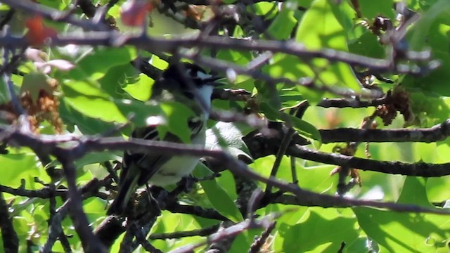 Vireo Cabecinegro - ML558769231