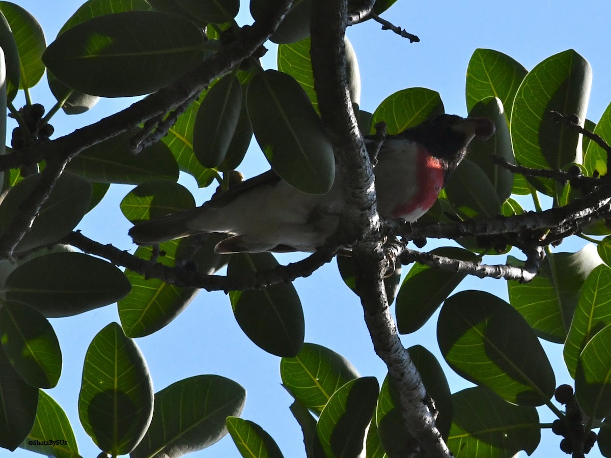 Rose-breasted Grosbeak - Suzanne Zuckerman