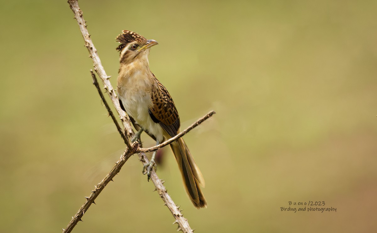 Striped Cuckoo - ML558770571