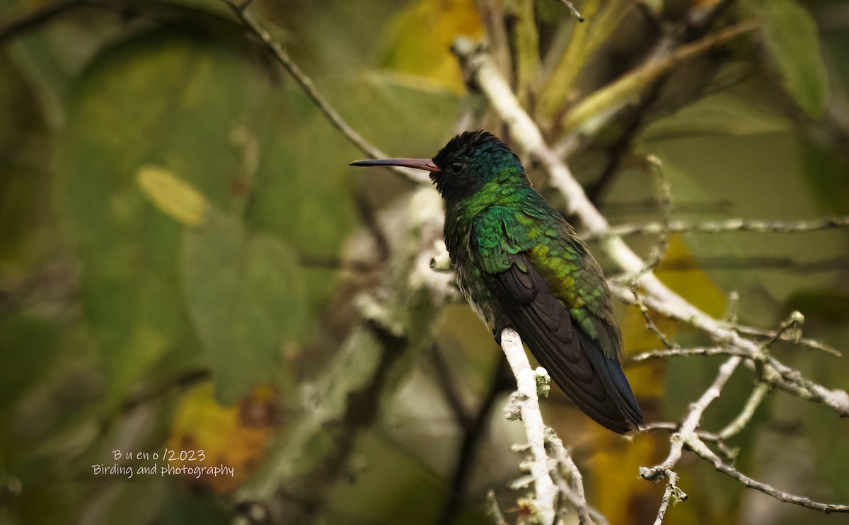 Blue-headed Sapphire - LUIS ENRIQUE BUENO