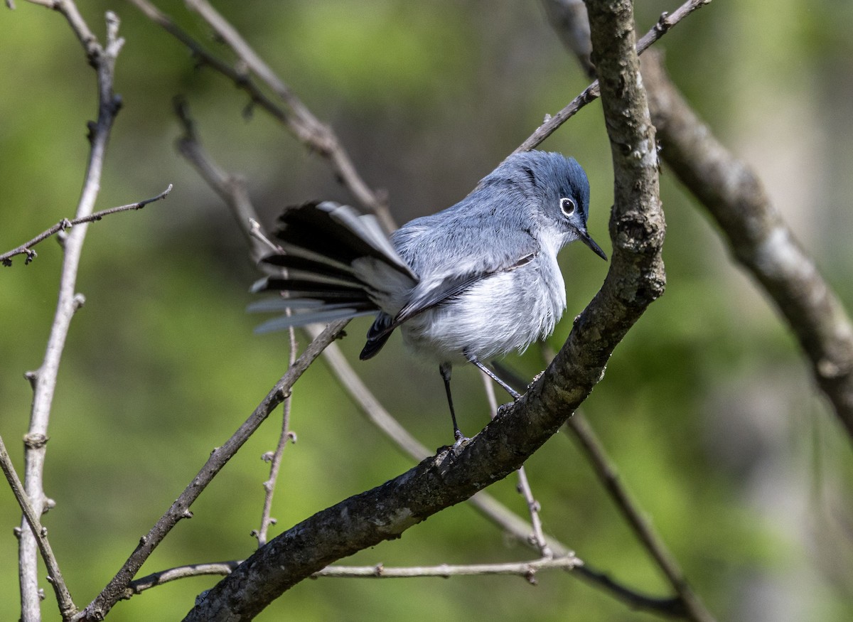 Blue-gray Gnatcatcher - ML558772171