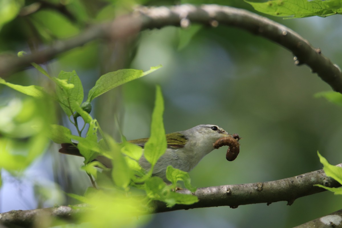 Tennessee Warbler - ML558775481