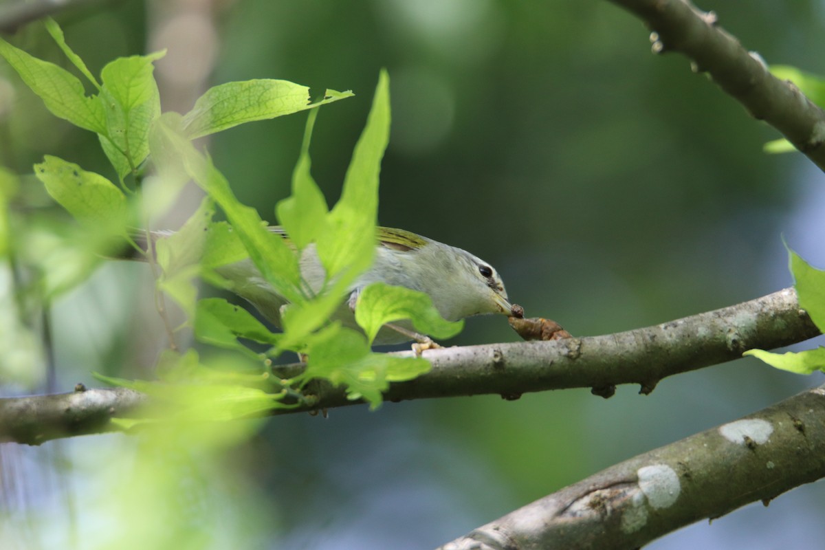 Tennessee Warbler - ML558775511