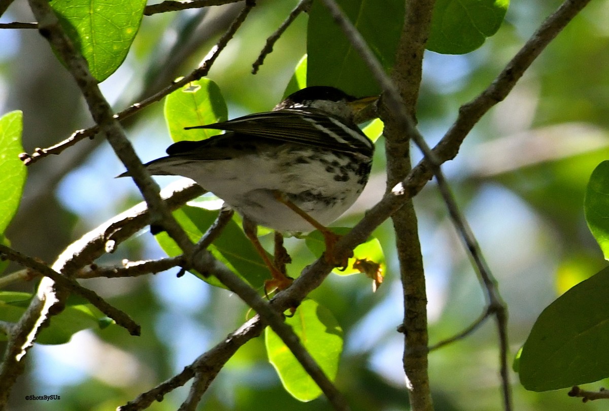 Blackpoll Warbler - Suzanne Zuckerman