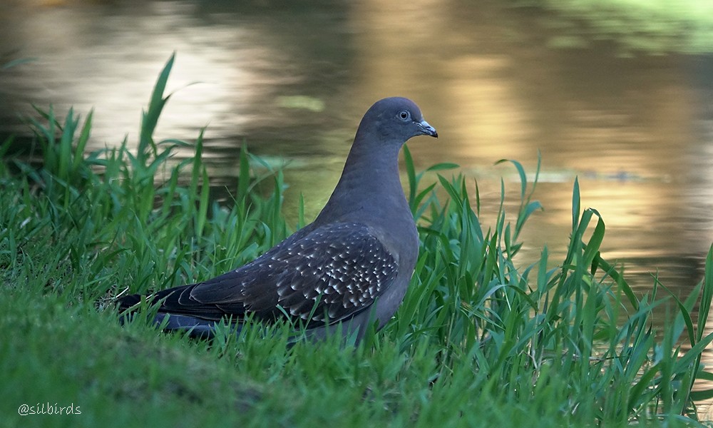 Spot-winged Pigeon - ML558775711