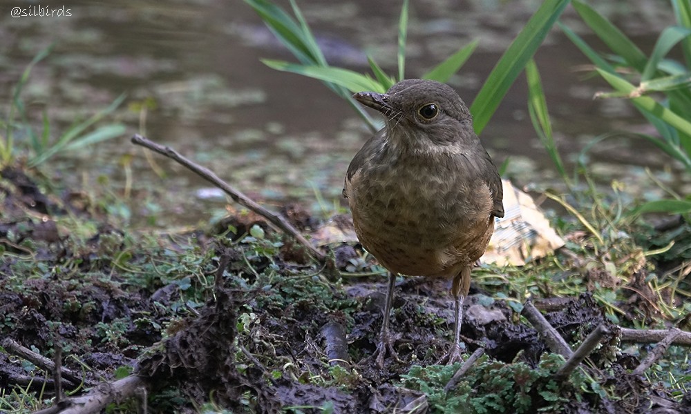 Rufous-bellied Thrush - ML558776401