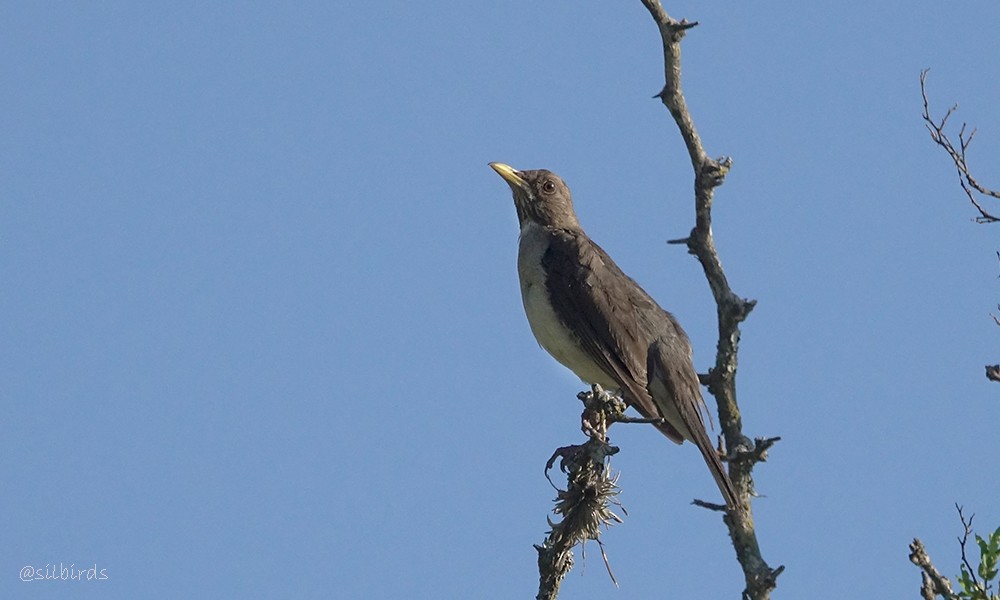 Creamy-bellied Thrush - ML558776441