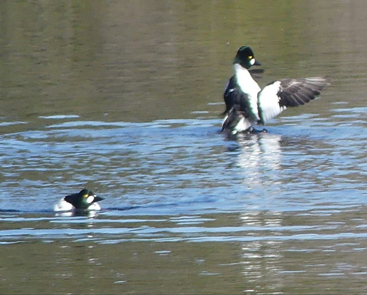 Common Goldeneye - ML558776851