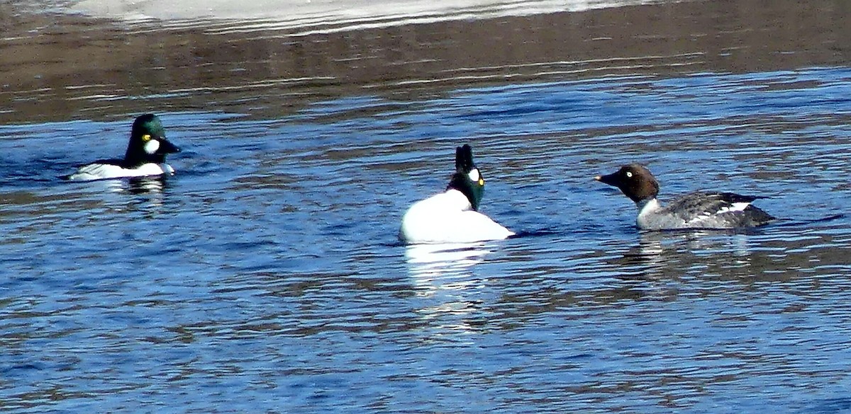 Common Goldeneye - claudine lafrance cohl