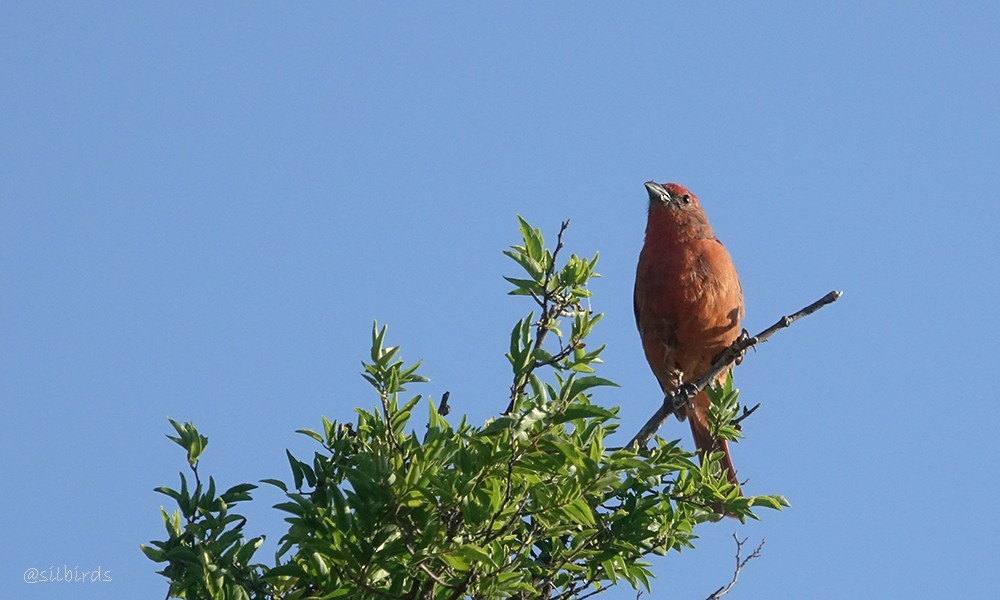 Hepatic Tanager - ML558777051