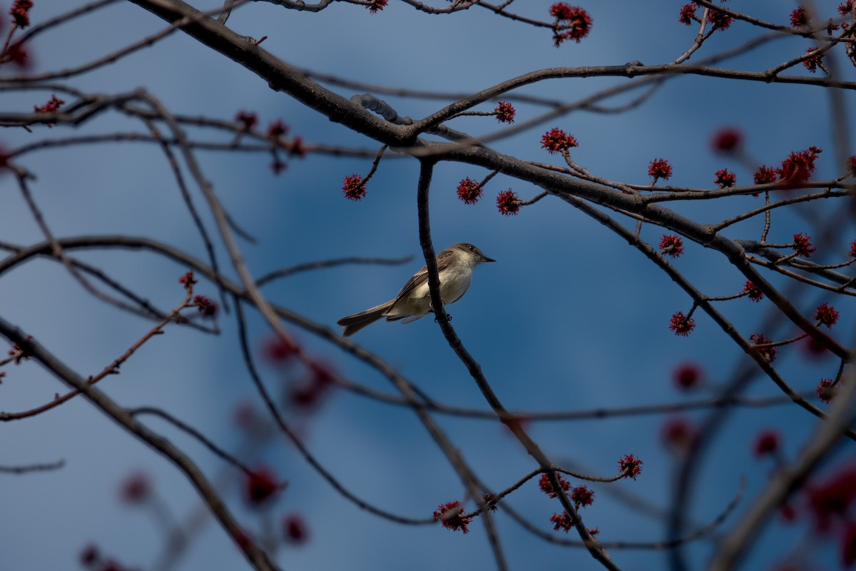 Eastern Phoebe - ML558777481