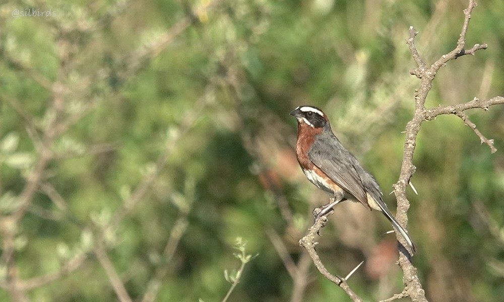 Black-and-chestnut Warbling Finch - ML558777651