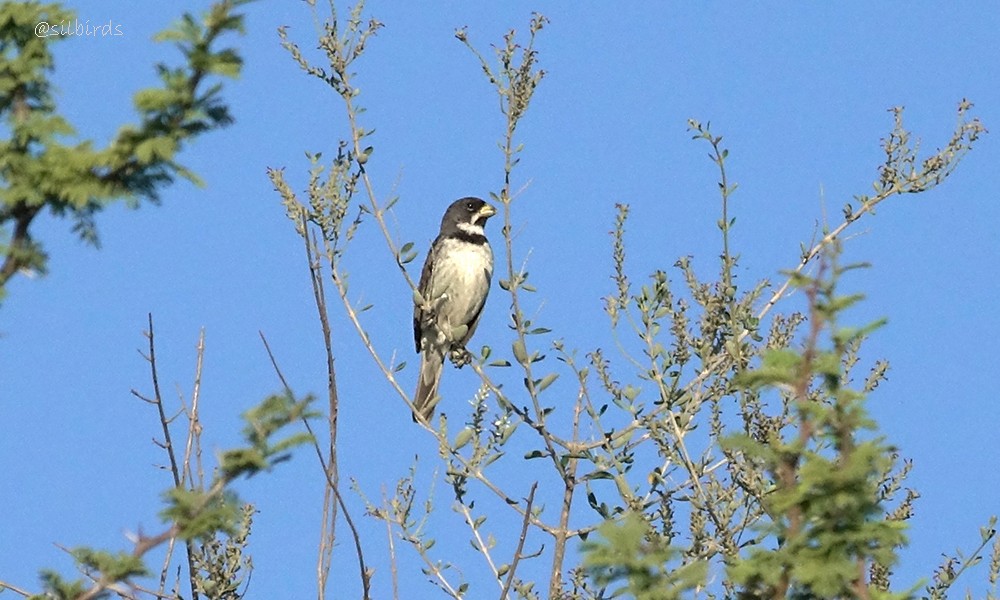 Double-collared Seedeater - ML558777801