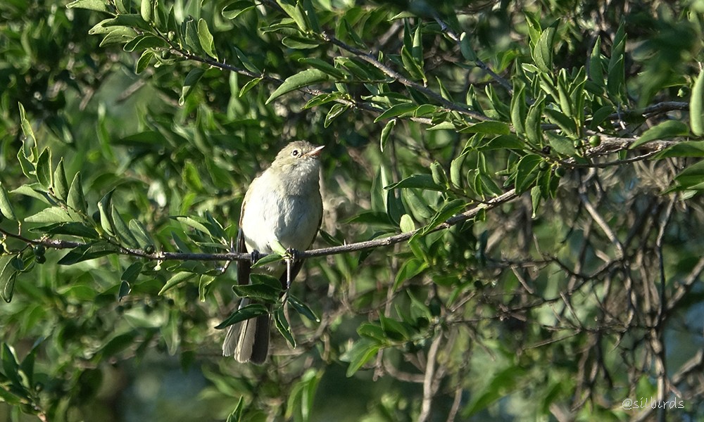 Small-billed Elaenia - ML558778601