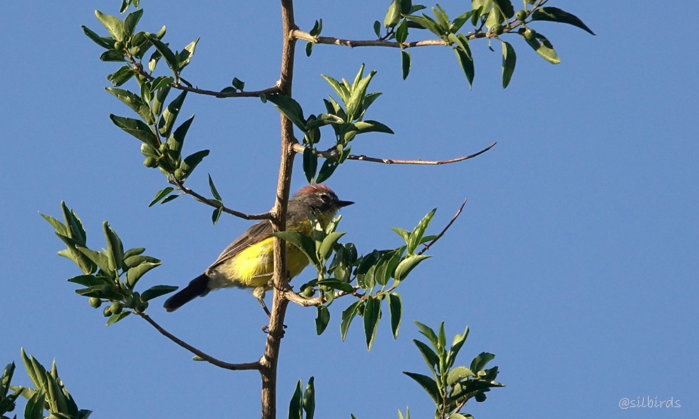 Brown-capped Redstart - ML558778841