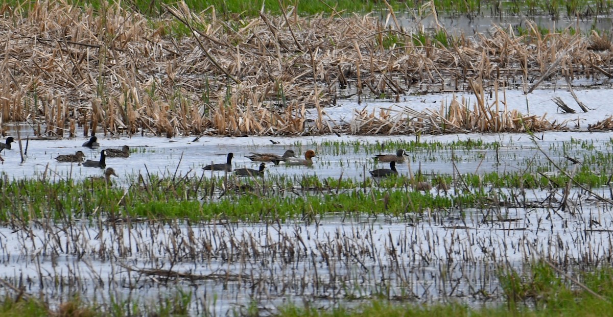 Eurasian Wigeon - Brian O'Connor