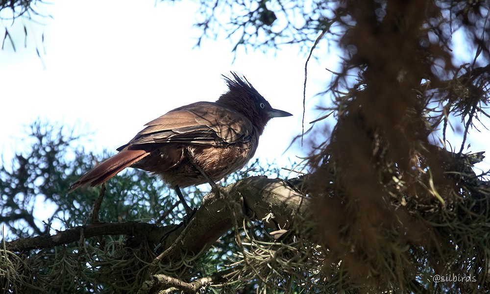 Brown Cacholote - ML558779801