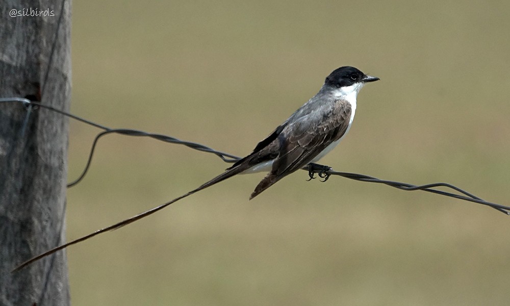 Fork-tailed Flycatcher - ML558780451