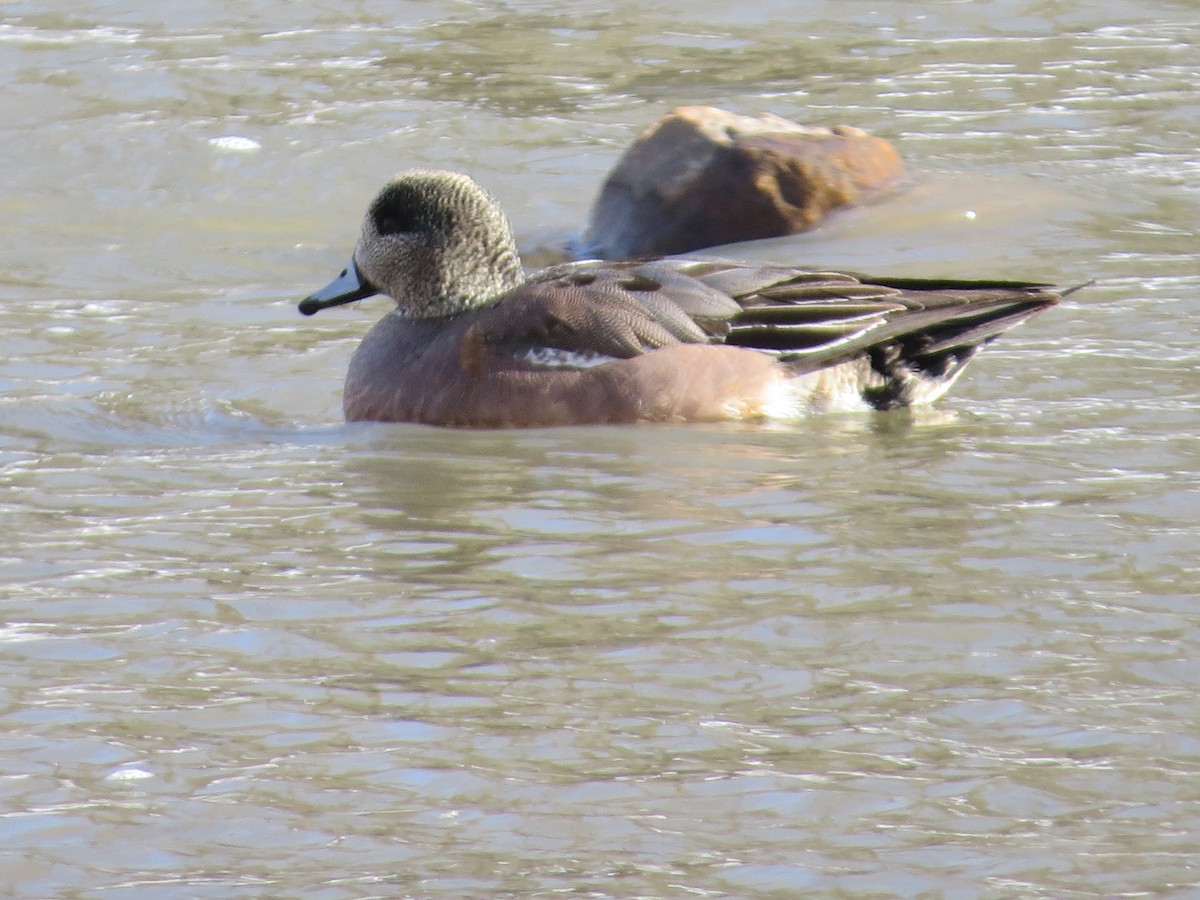 American Wigeon - ML558780461