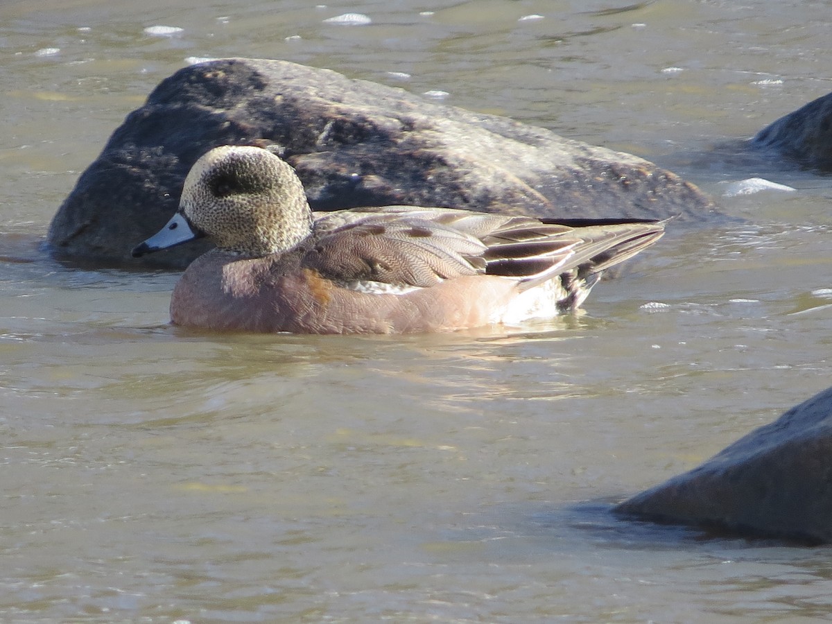 American Wigeon - ML558780491